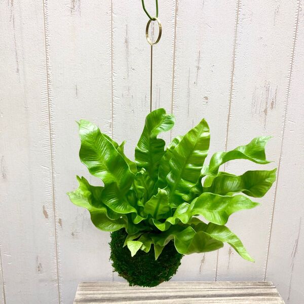 エメラルドウェーブ “Emerald Wave” 苔玉 ハンギング