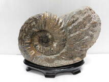 化石、パキデスモセラス、アンモナイト＝希少（殻付き、超巻き最高に良い）北海道、小平産_画像4