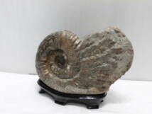 化石、パキデスモセラス、アンモナイト＝希少（殻付き、超巻き最高に良い）北海道、小平産_画像8