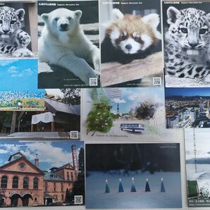 札幌市 観光 ポストカードセット 絵はがき 円山動物園 等 12枚セット 北海道