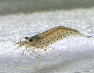  Yamato freshwater prawn approximately 2~4cm 30 pcs set 