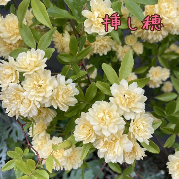 挿し穂 10本 モッコウバラ 黄色 薔薇 バラ