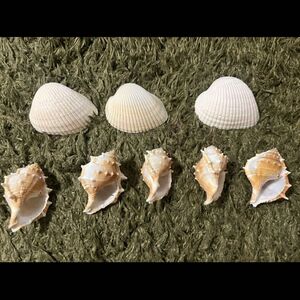 貝がら　シェル　天然素材　貝殻セット　工作　結婚式　ハンドメイド　海