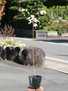  Bb tree 0.3m 10.5cm pot seedling 