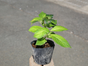  гортензия серрата 10.5cm pot рассада 