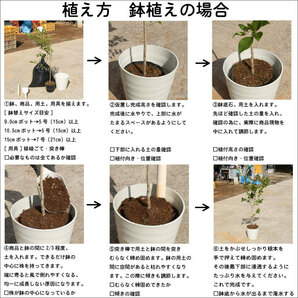 ツバキ ヤブツバキ 0.8m 15cmポット 苗の画像10