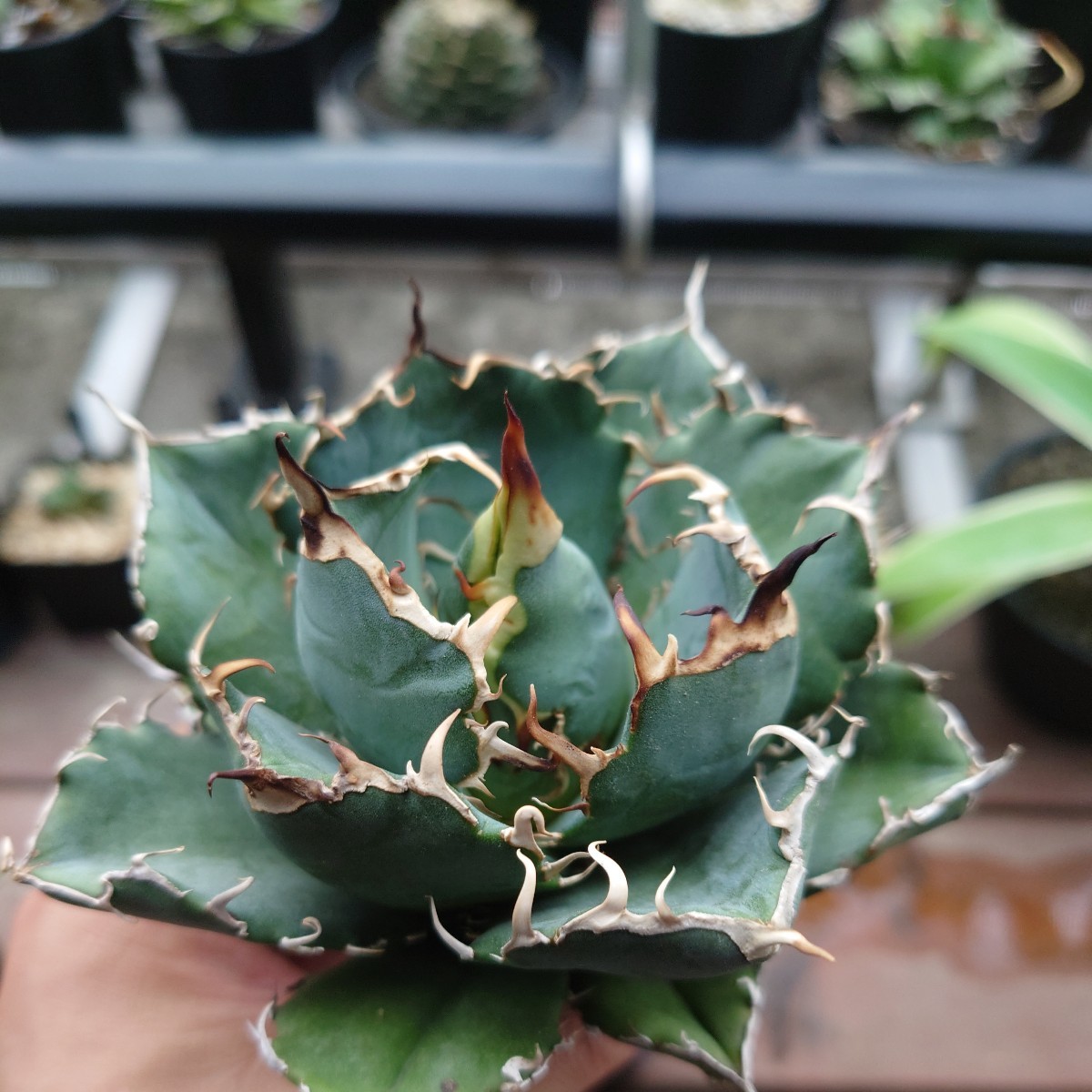 人気ブラドン アガベチタノタ【白鯨】ボールタイプ極上株!04 植物