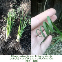 種子 種 Albuca spiralis cv Frizzle sizzle アルブカ スピラリス フリズルシズル 冬型球根 種子　10粒_画像4