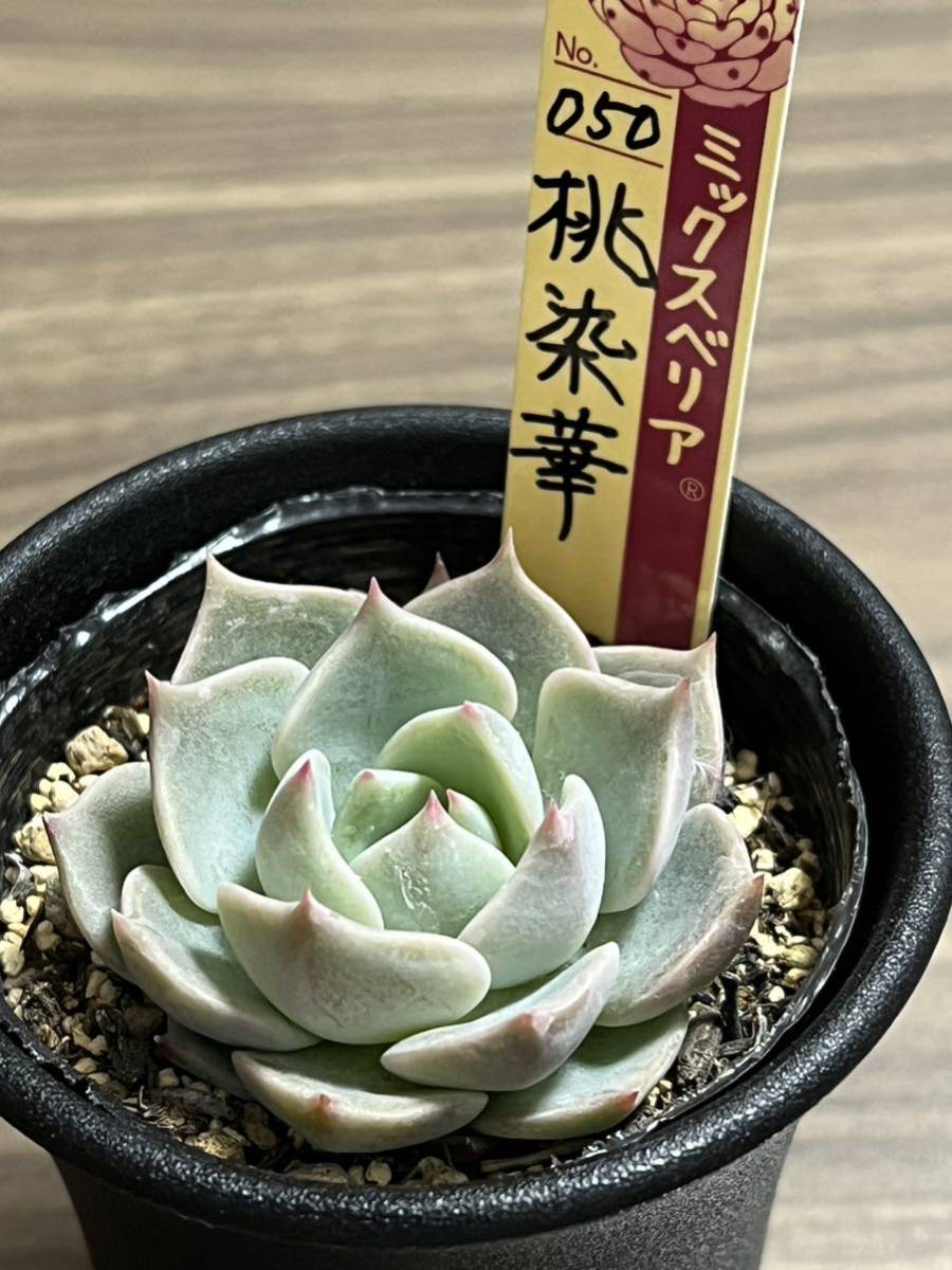 ヤフオク!  青鬼観葉植物 の落札相場・落札価格