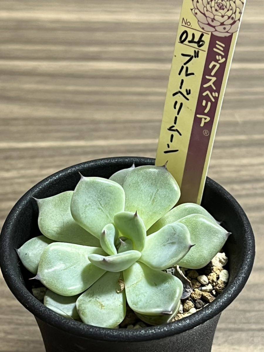 ヤフオク!  青鬼観葉植物 の落札相場・落札価格