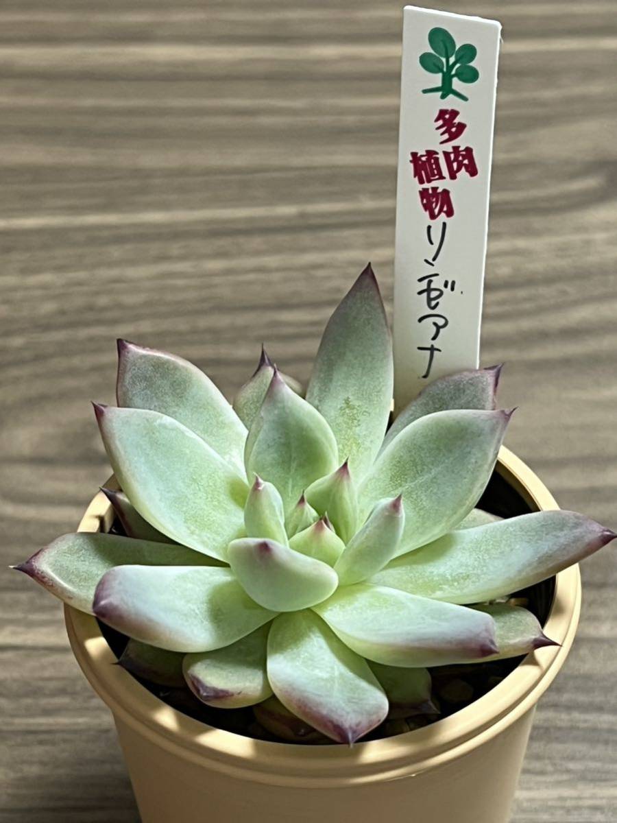 ヤフオク!  青鬼観葉植物 の落札相場・落札価格