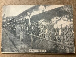 FF-3497 ■送料無料■ 東京都 団子坂の菊花 團子坂 女性 子供 着物 和装 花 風景 景色 戦前 レトロ 絵葉書 古葉書 写真 古写真/くNAら