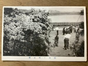 FF-3700 ■送料無料■ 群馬県 館林 群馬縣邑楽郡赤羽村 躑躅ヶ岡公園 女子 女性 和装 花 公園 風景 景色 戦前 絵葉書 写真 古写真/くNAら