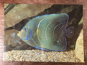 ■送料無料■ サザナミヤッコ 魚 上野動物園 水族館 東京都 絵葉書 古葉書 エンタイア 古写真 印刷物 風景 /くYUら/LL-68