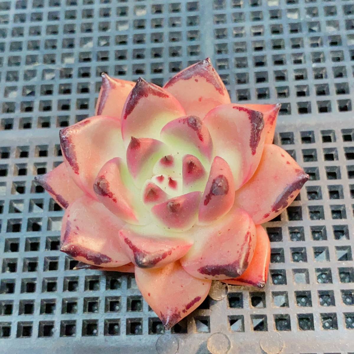 7759.2円 大きめ❣️ブラッドロメオ ☆ 多肉植物 エケベリア 寄植え