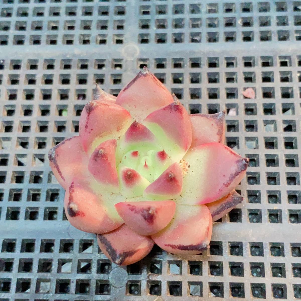 7759.2円 大きめ❣️ブラッドロメオ ☆ 多肉植物 エケベリア 寄植え