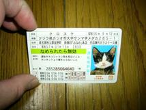 猫　ネコ　なめ猫　免許証カード　クロスケ　紫の改造バイク横　革ジャンを着て立つ　こういう不良いたよね.1960年代生に方お勧め　未使用_画像2