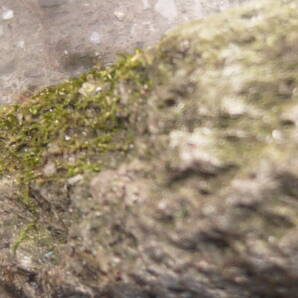 メダカ飼育容器？ メダカ付属なし 軽石細工 手水鉢 山野草 多肉植物 大？ の画像7