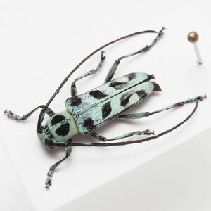 台湾固有の美麗カミキリ Paraglenea swinhoei