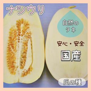 【国内育成・採取】 ナシウリ(自農系) 家庭菜園 種 瓜 野菜 果物 フルーツ