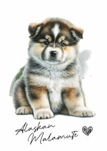 ポストカード【 Alaskan Malamute / アラスカン・マラミュート 】イラスト アート 水彩画風 パステルカラー はがき -1_画像1