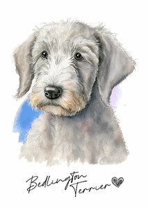 ポストカード【 Bedlington Terrier / ベドリントン・テリア 】イラスト アート 水彩画風 パステルカラー はがき -1
