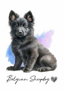 ポストカード【 Belgian Sheepdog / ベルジアン・シェパード・ドッグ 】イラスト アート 水彩画風 パステルカラー はがき -1