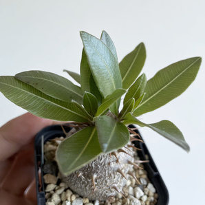Pachypodium makayense パキポディウム マカイエンセ（２） / 2018実生 // 魔界玉, コーデックス, 塊根植物, Caudexの画像6