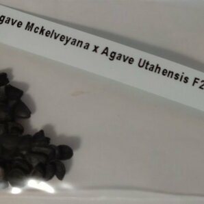 アガベ マッケルベヤナ x ユタエンシス 種子 50粒+α Agave Mckelveyana x Agave Utahensis F2 50 seeds+α 種 マッケルベアナの画像1