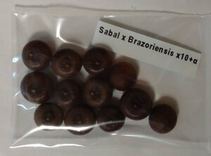 サバル ブラゾリエンシス 種子 10粒+α Sabal x Brazoriensis 10 seeds+α 種 ヤシ