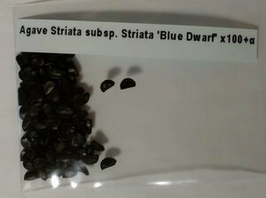 アガベ ストリアータ ブルー ドワーフ 種子 100粒+α Agave Striata subsp. Striata 'Blue Dwarf' 100 seeds+α 種
