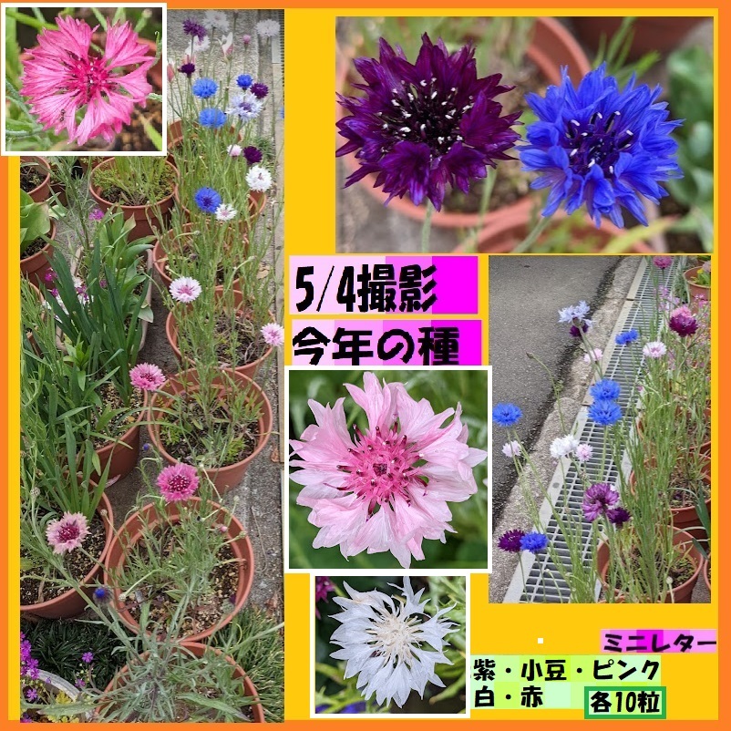 矢車草の値段と価格推移は?|件の売買データから矢車草の価値が