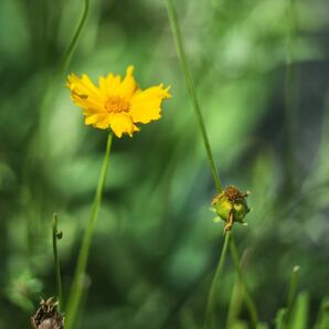 希少 LOMO Helios-92 92mm f2 ヘリオス ぐるぐるボケ オールドレンズ 単焦点 検索) α7 Ⅲ rⅢ helios-44-2 Zeiss biotar 7の画像5