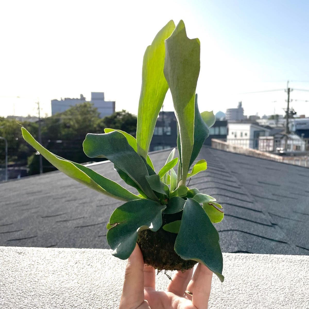 50%OFFセール - 【ビカクシダ グランデ 観葉植物 コウモリラン