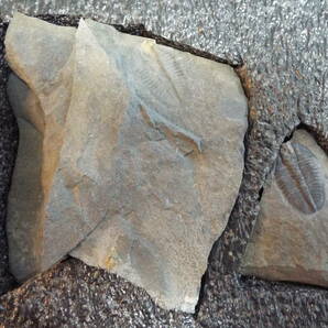三葉虫化石 アメリカ・カナダ三葉虫セットの画像5