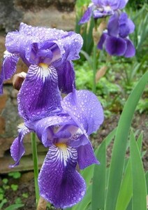　植え時です！熊本産　(^o^)/。アヤメ科　ニオイイリス　3苗　5月開花　とても上品な紫色と白 　~いい香りです~　希少品種　大人気！