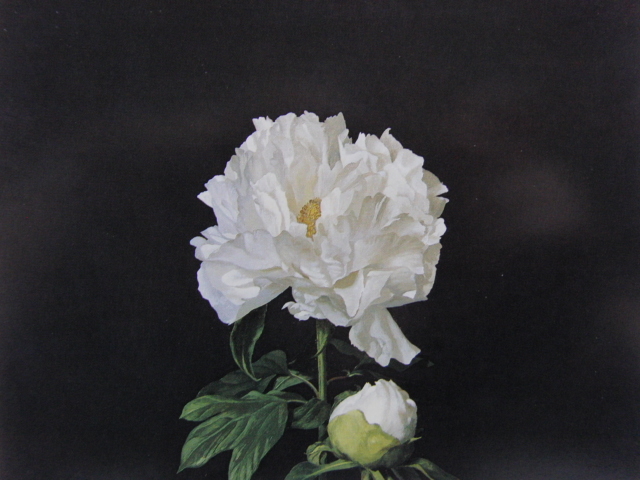 Hiroshi Noda, 【pivoine】, Extrait d'un livre d'art rare, Nouveau cadre de haute qualité inclus, en bonne condition, Livraison gratuite de fleurs, Peinture, Peinture à l'huile, Nature morte