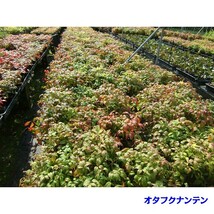 植木 オタフクナンテン (お多福南天) 13.5ｐ 10本 樹高0.2ｍ前後 13.5ｐ 植木　苗木　シンボルツリー　生垣_画像3