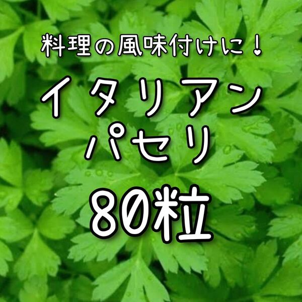 【イタリアンパセリのタネ】80粒 種子 種 ハーブ