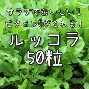 【ルッコラのタネ】50粒 種子 種 ハーブ 野菜