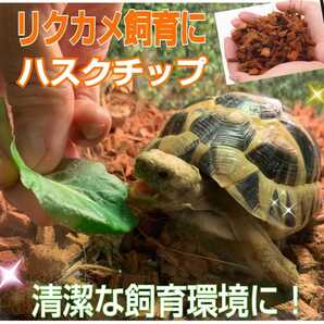 リクガメの床材はコレが一番!良質ハスクチップ☆10リットル袋 厳選した良質な天然素材100% 通気・保水性に優れ清潔な環境をつくります