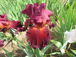  german Iris красный Brown. роскошный . большой колесо красный Hawk 