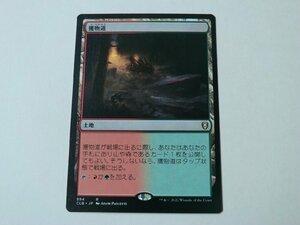 MTG 美品 【獲物道】 （レア） CLB 日 6枚迄