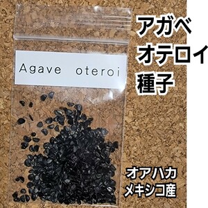 アガベ　オテロイ　種子【10粒】良血統厳選　オアハカ　メキシコ産　鮮度の良い種ですので発芽率も高い！是非、実生にチャレンジください