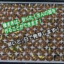 アガベ　オテロイ　種子【10粒】良血統厳選　オアハカ　メキシコ産　鮮度の良い種ですので発芽率も高い！是非、実生にチャレンジください！_画像9