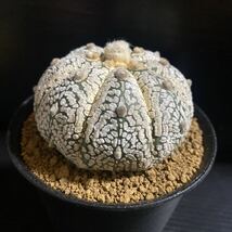 幅7cm超 スーパー兜 実生 美株 アストロフィツム サボテン 多肉植物 塊根植物_画像8