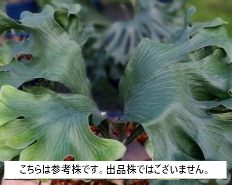 ヤフオク! -「raijin」(ビカクシダ、コウモリラン) (観葉植物)の落札 