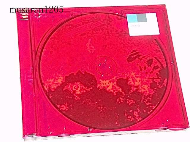 2023年最新】ヤフオク! -l'arc-en-ciel tierraの中古品・新品・未使用