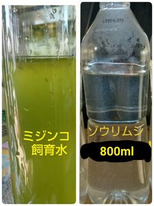 オオミジンコ 100匹以上 & ゾウリムシ 400×2本 800ml