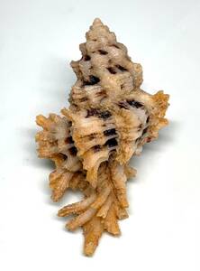 貝の標本 Pterymarchia martinetana 51.7mm.w/o.Rare 